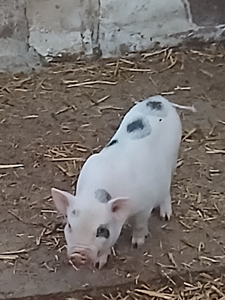 Mini varken, Dieren en Toebehoren, Meerdere dieren, Varken, 0 tot 2 jaar