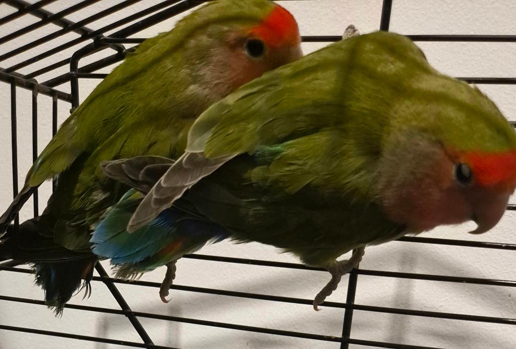 Couple d'agaponis Rosseicollie à vendre, Plusieurs animaux, Perroquet nain ou Inséparable, Domestique