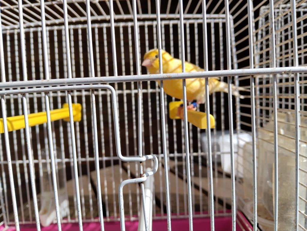 Kanarie, Dieren en Toebehoren, Vogels | Kanaries