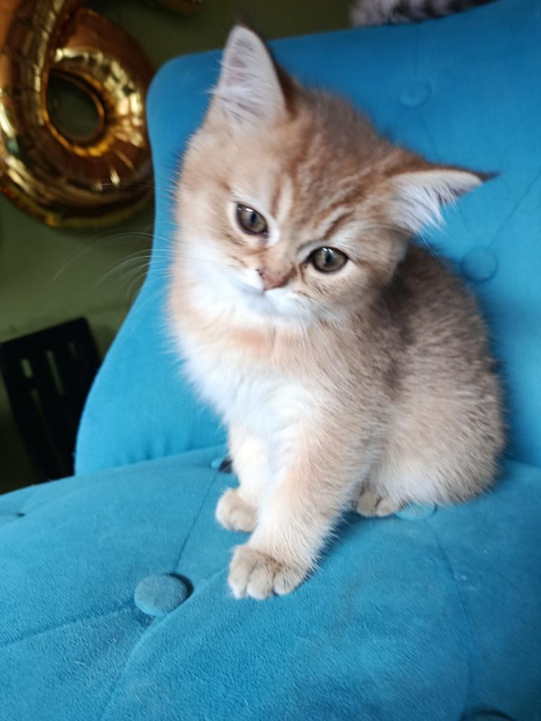 British golden black chinchilla, Chatte ou Chat, Avec pedigree, 0 à 2 ans
