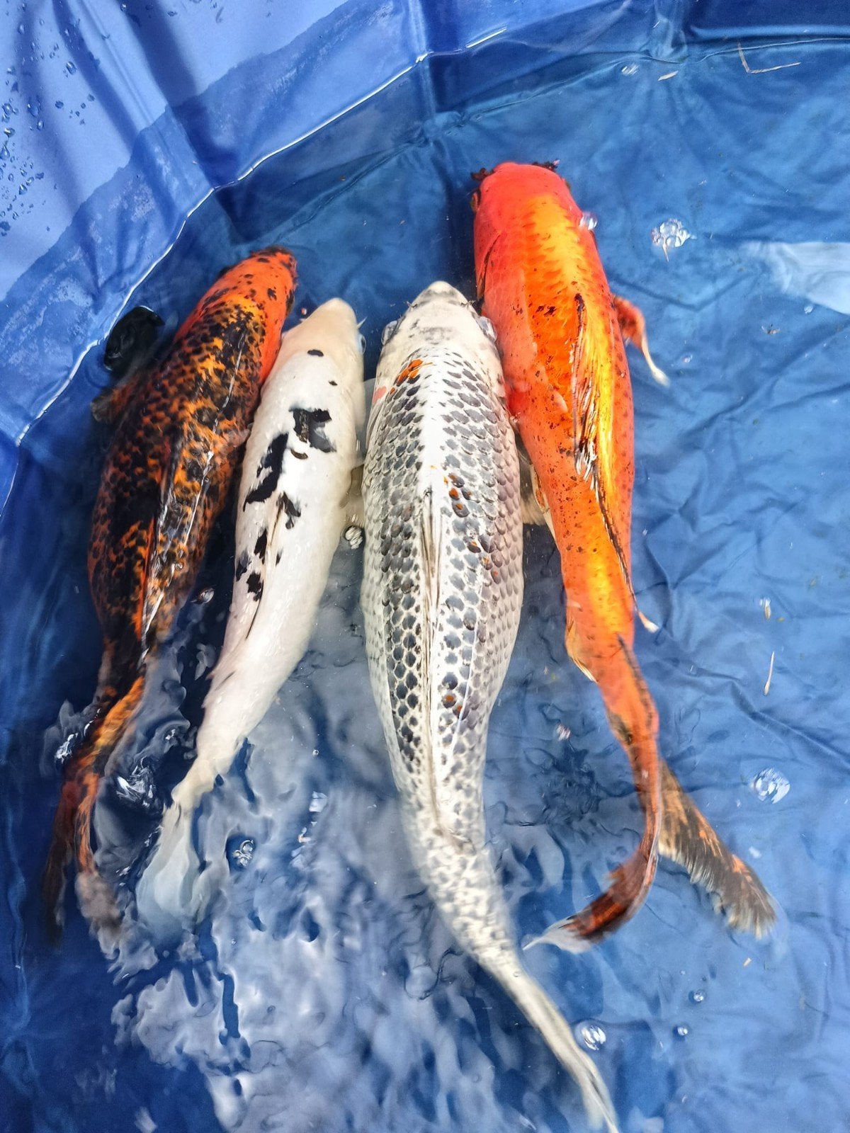 4 koi, Dieren en Toebehoren