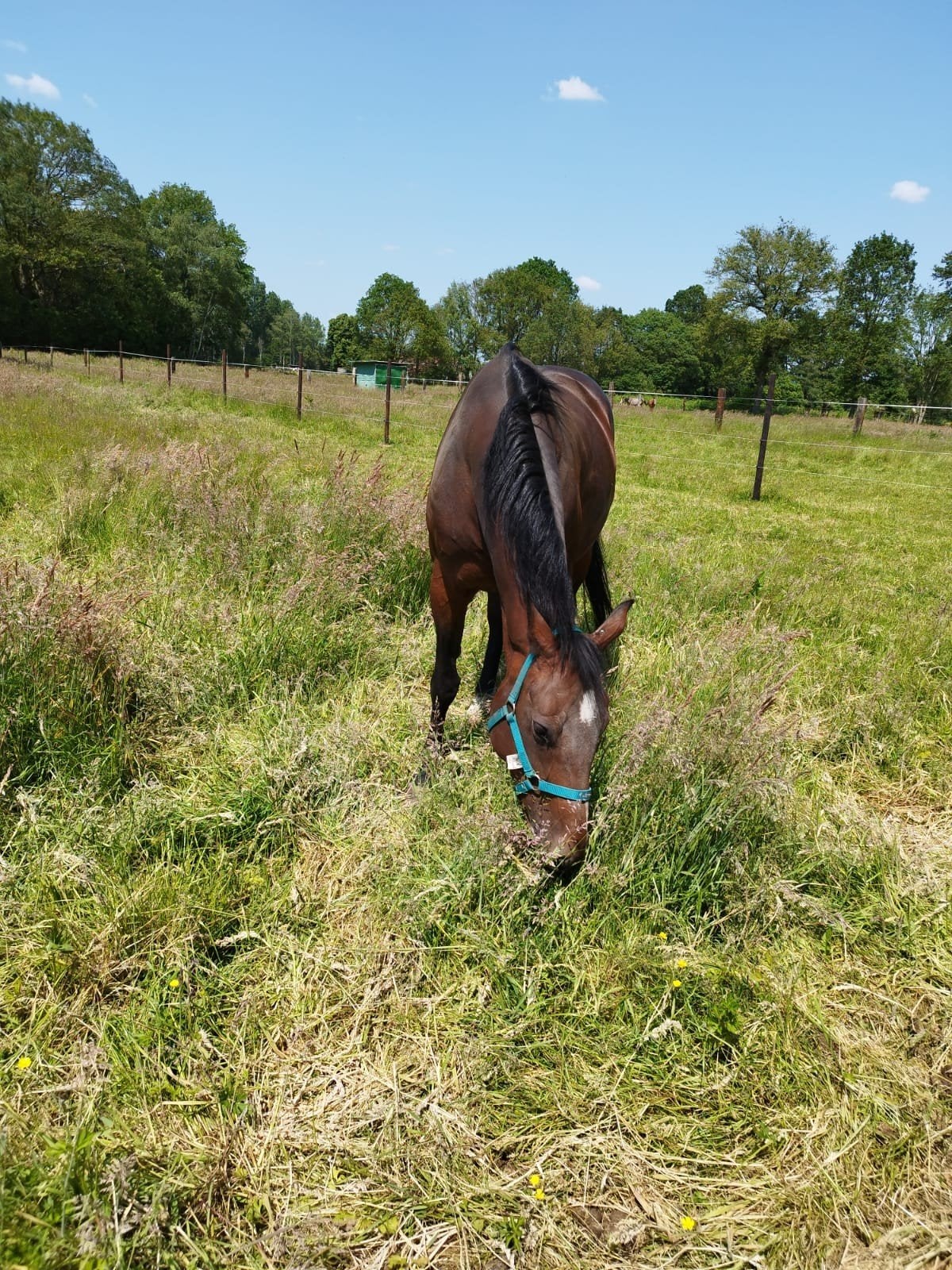 Mooie fokmerrie / recreatiemerrie te koop, Dieren en Toebehoren, Merrie, 11 jaar of ouder
