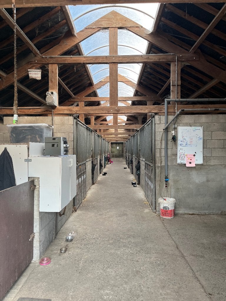 Paardenboxen te huur, Dieren en Toebehoren, Weidegang