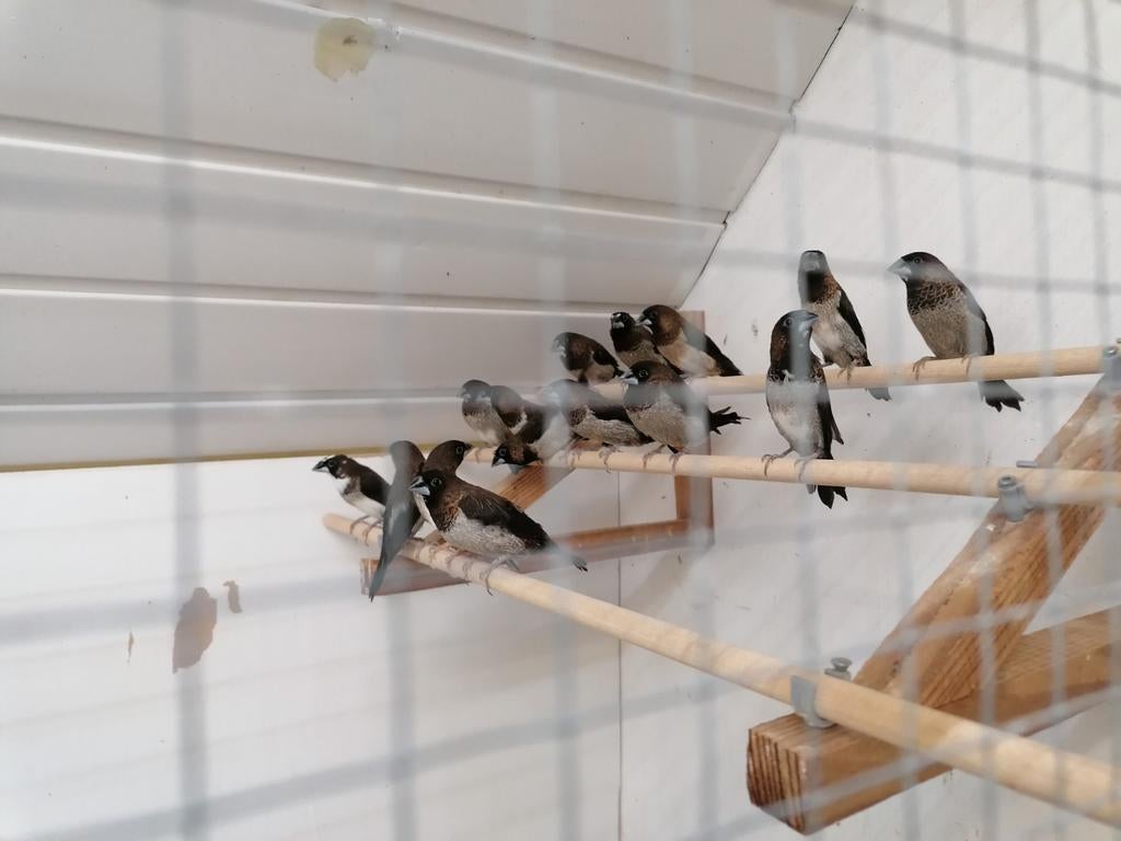 Moineau du Japon panaché