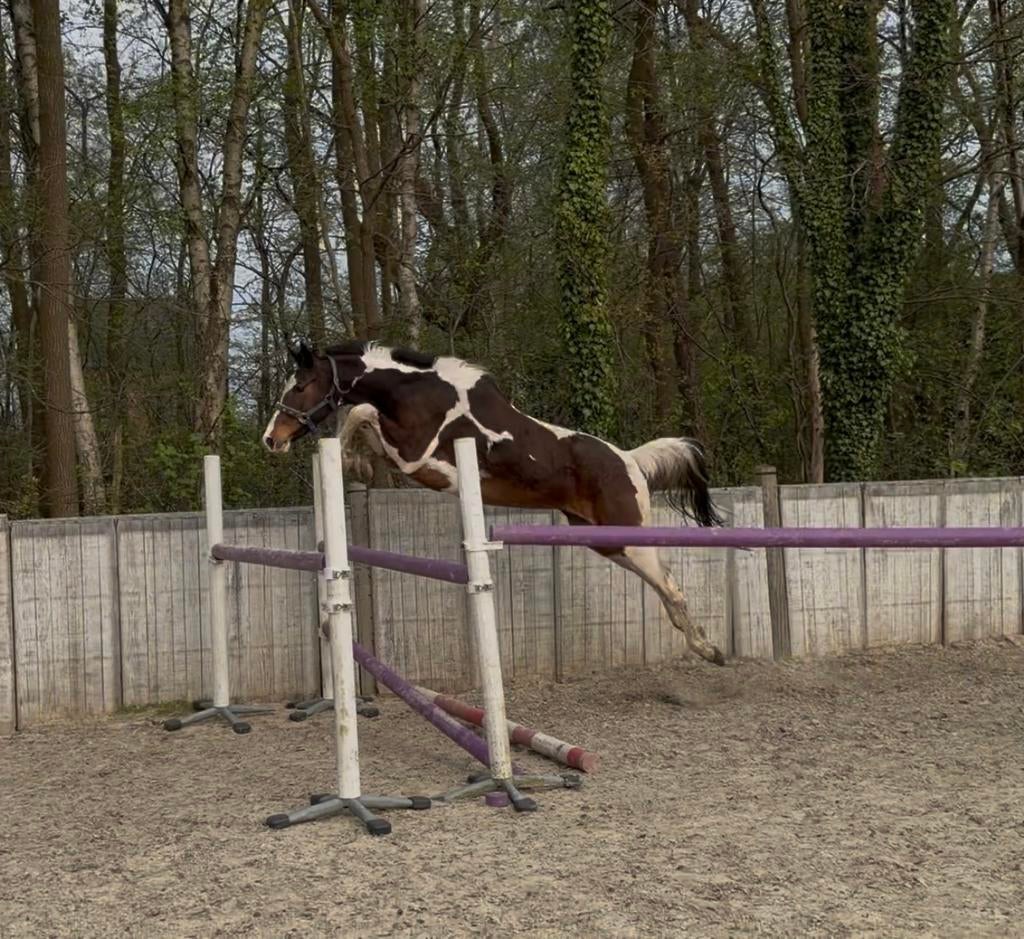 2 bonte 3 jarige zangersheide merrie s, Dieren en Toebehoren, Merrie, M