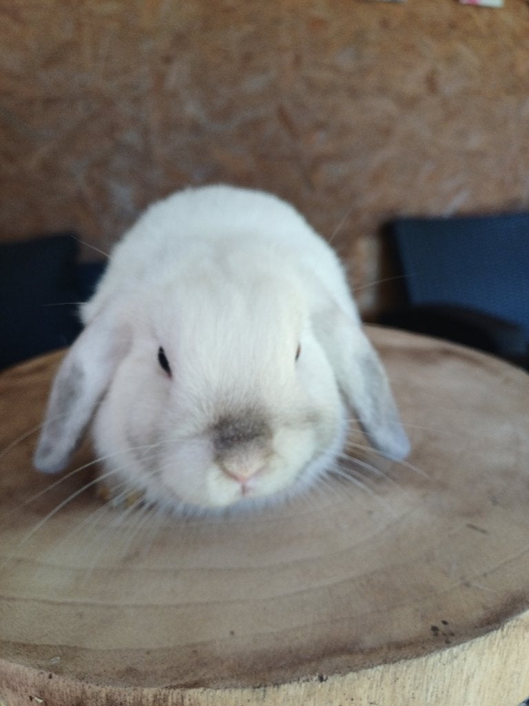 Minilop voedster, Femelle, Nain, Oreilles tombantes, 0 à 2 ans