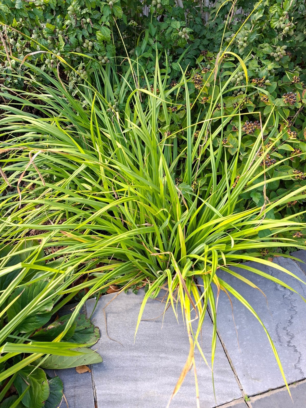 Carex pendula - hangende zegge, Ophalen, Volle zon, Vaste plant, Siergrassen