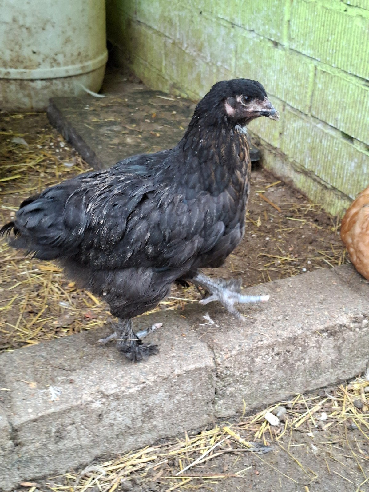 Jonge Brahma kippen, Dieren en Toebehoren, Geslacht onbekend, Kip