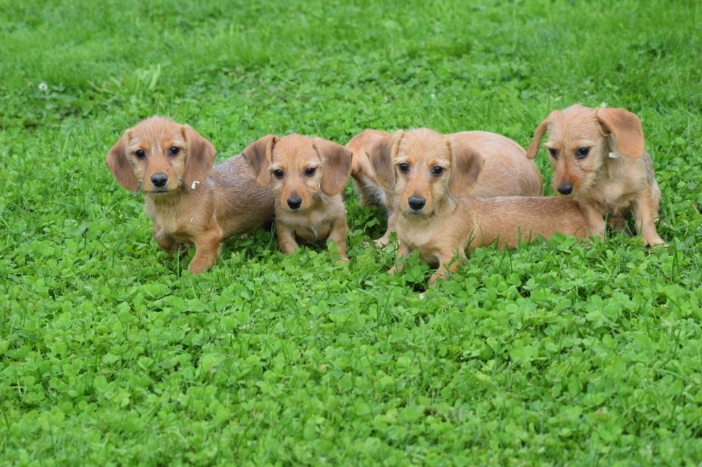 Chiots teckel à poil dur blonds et poivrés, Animaux & Accessoires, Chiens | Teckels & Bassets, Poils durs, Plusieurs, Nain, Belgique