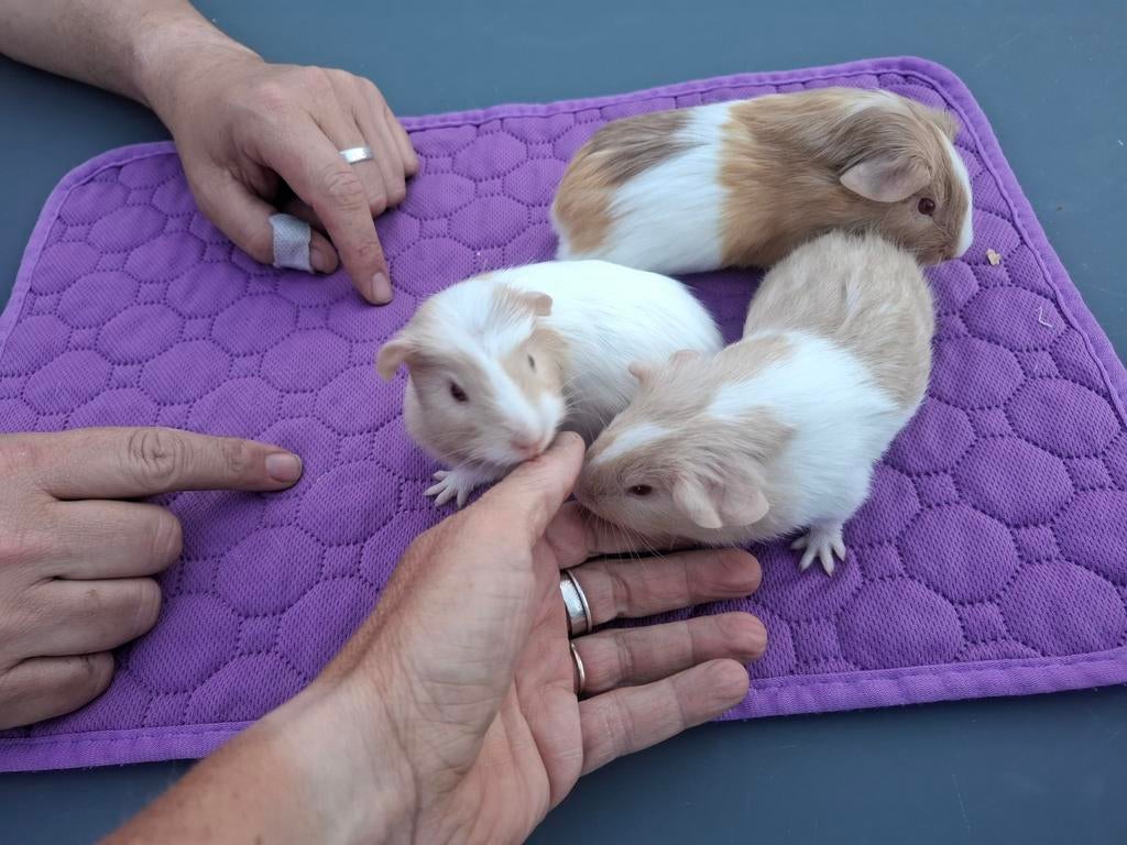 Cavia's te koop, Dieren en Toebehoren, April, Cavia