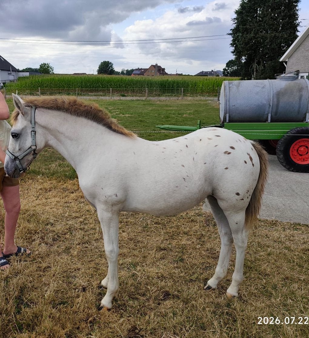 Chestnut leopard appaloosa, Merrie