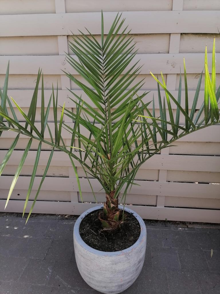 Palm met pot, Tuin en Terras, Ophalen