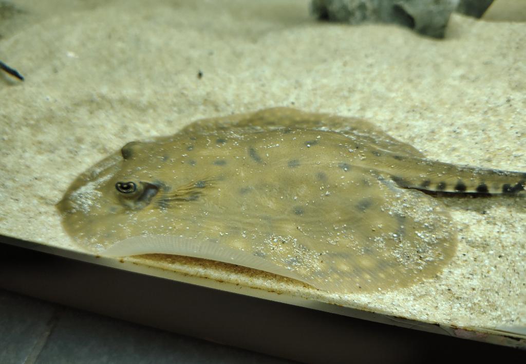 Potamotrygon Orbingyi x Scobina Man, Dieren en Toebehoren, Vissen | Aquariumvissen