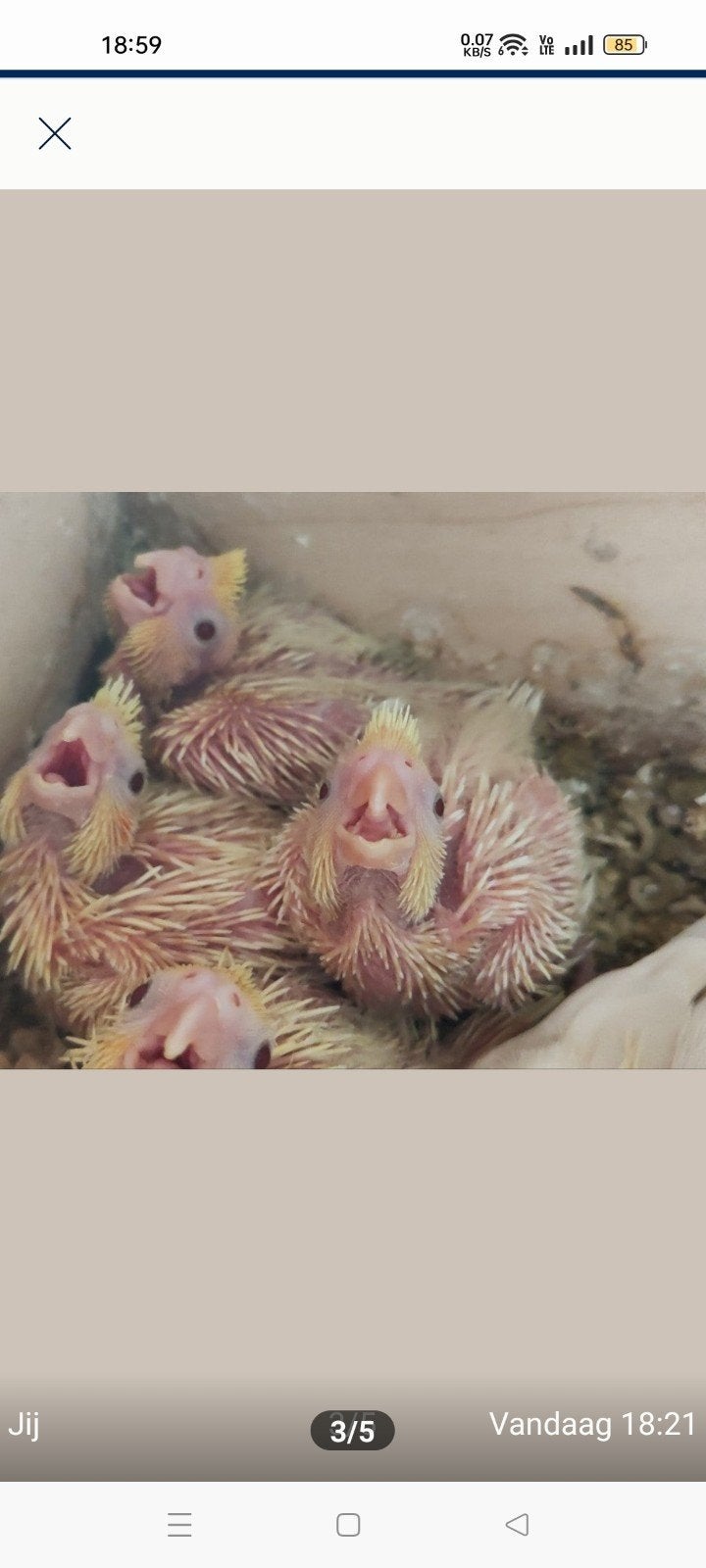 Valkparkietjes voor handopfok, Meerdere dieren, Parkiet, Tam
