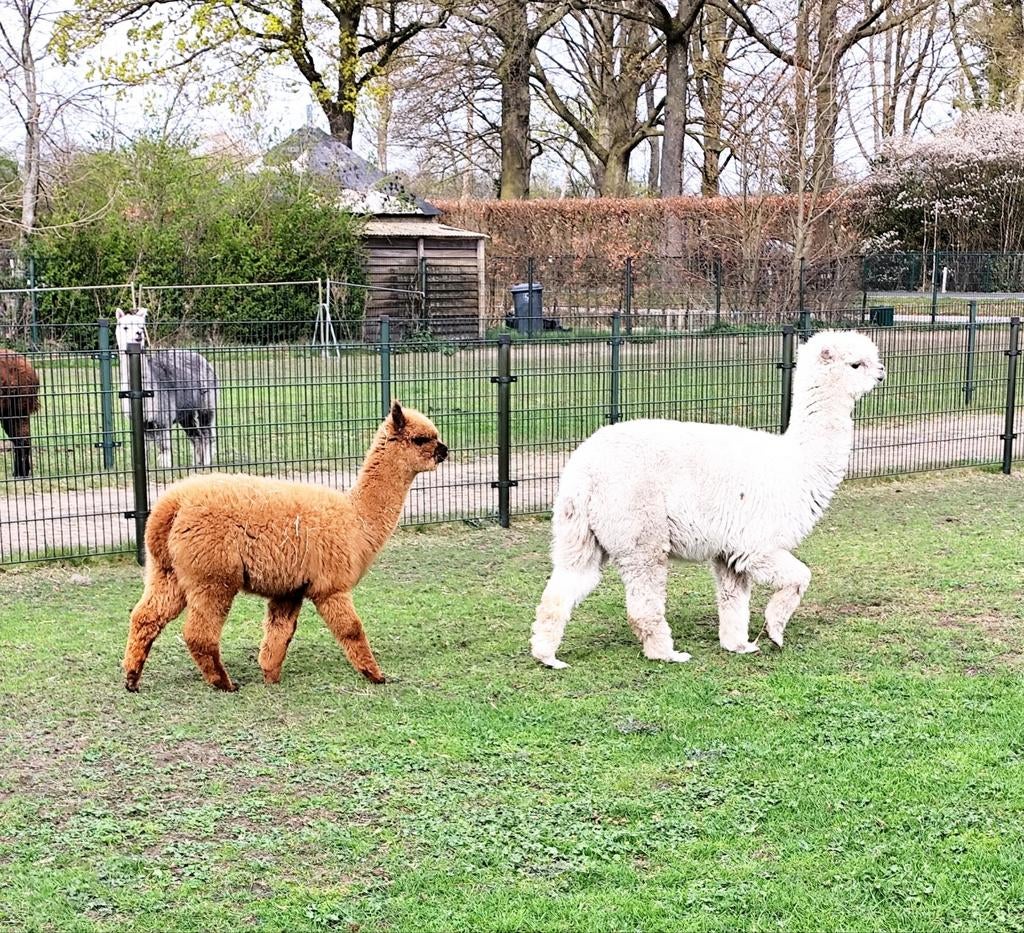 Alpaca merries van 2025, Dieren en Toebehoren, Juni, Vrouwelijk