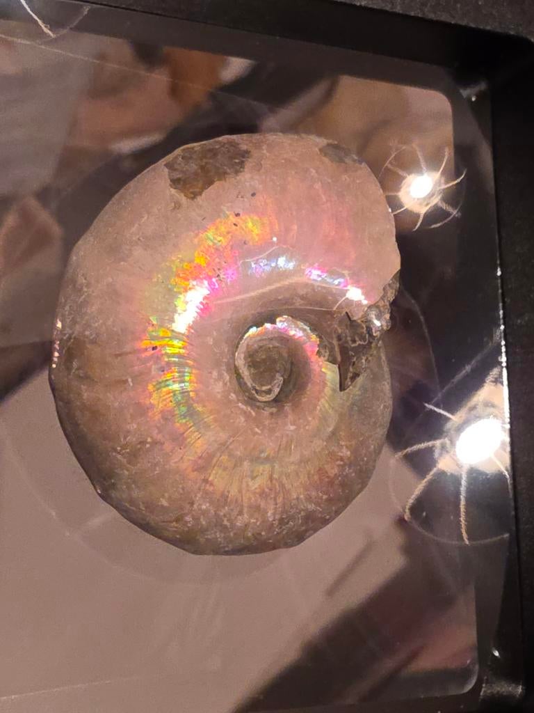 Belle ammonite avec nacre de Madagascar., Enlèvement ou Envoi, Fossile