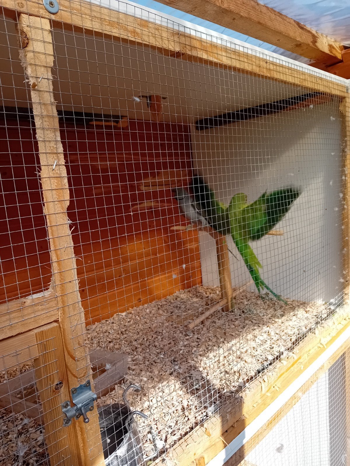 Halsband parkieten met kooi