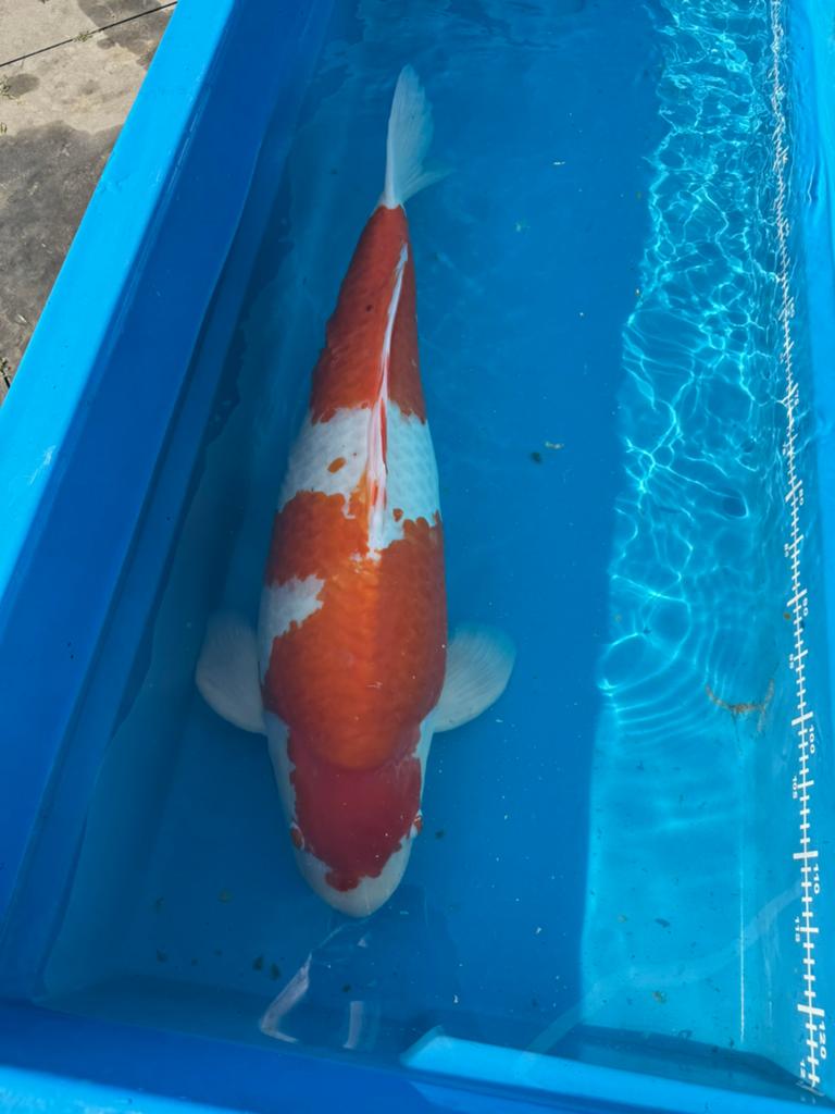 Kohaku 84cm, Karper of Koi