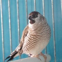 Amadines van Ceres, Dieren en Toebehoren, Meerdere dieren, Wildzangvogel