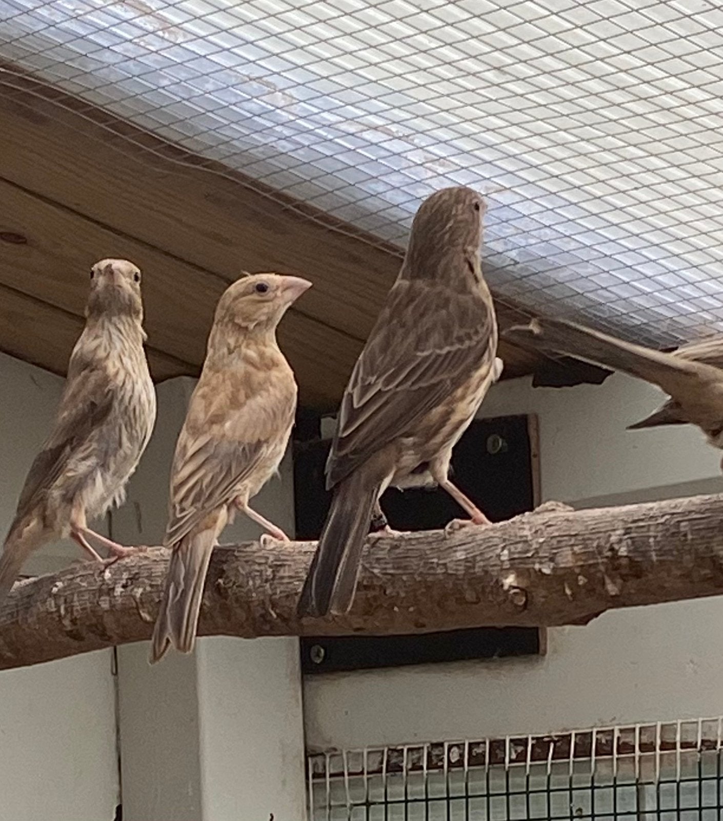 Mexicaanse roodmussen, Dieren en Toebehoren, Vogels | Overige Vogels