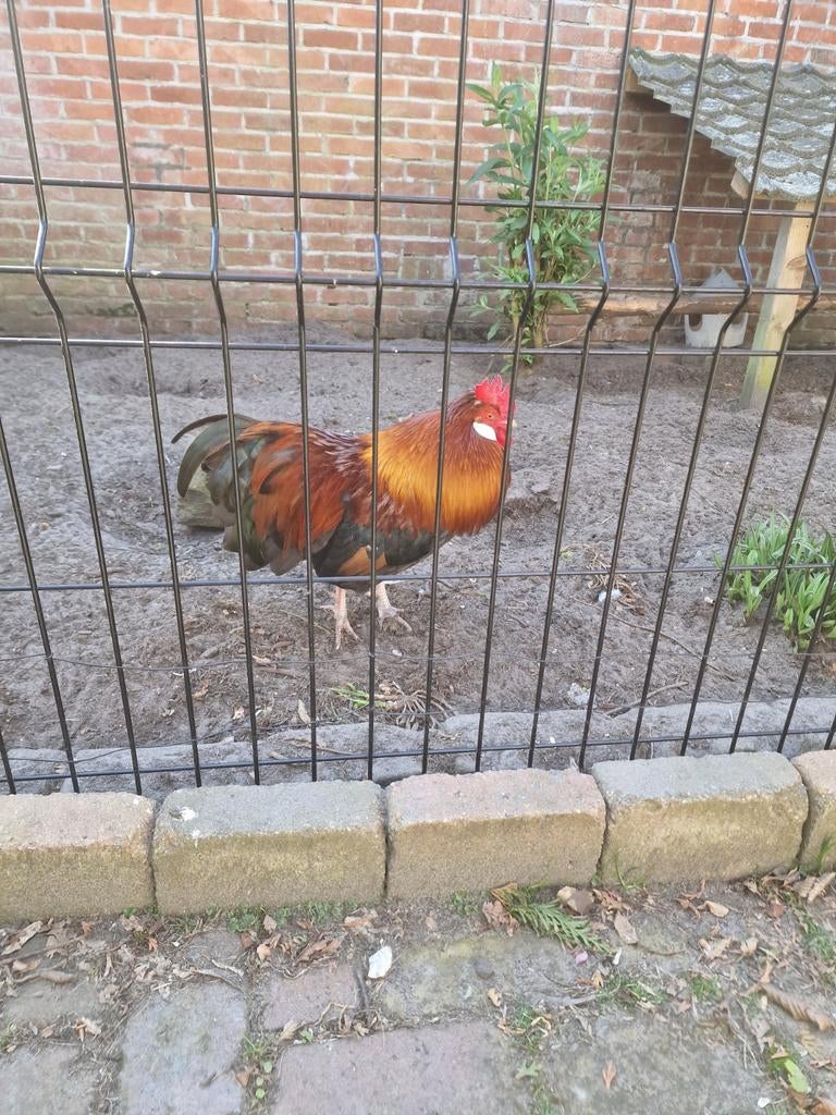 Haantje Sulmtaler kriel 1 jaar oud zoekt goed tehuis, Dieren en Toebehoren