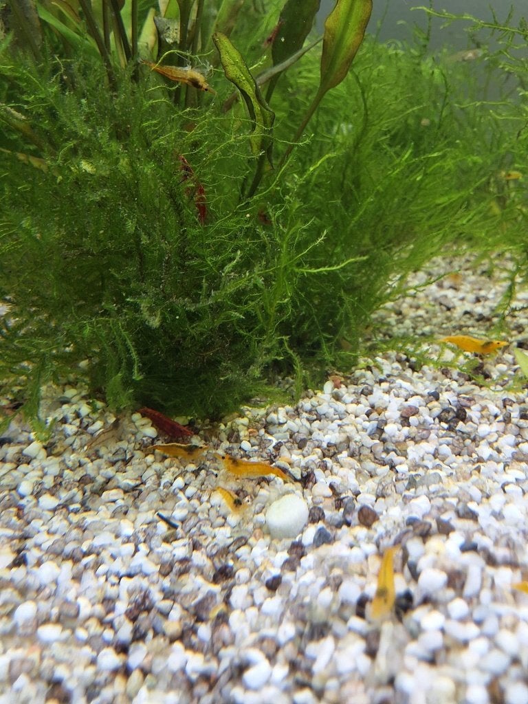 Crevettes rouges et jaunes Neocaridina (semi-transparantes), Homard, Crabe ou Crevette, Poisson d'eau douce, Banc de poissons