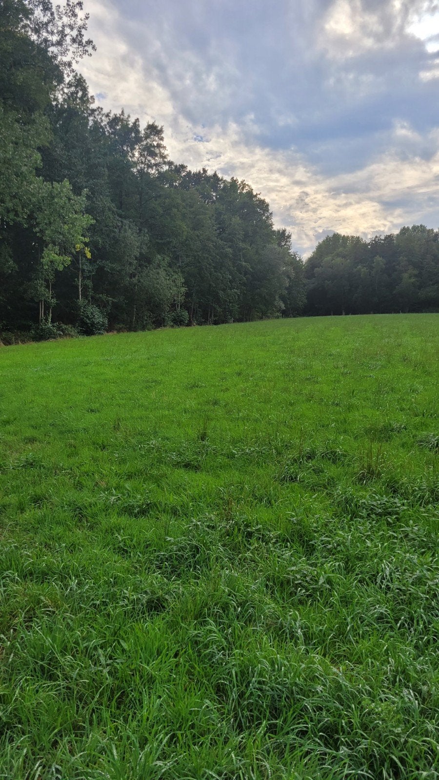 2 weide weiland Puurs Londerzeel Buggenhout Antwerpen t, Dieren en Toebehoren