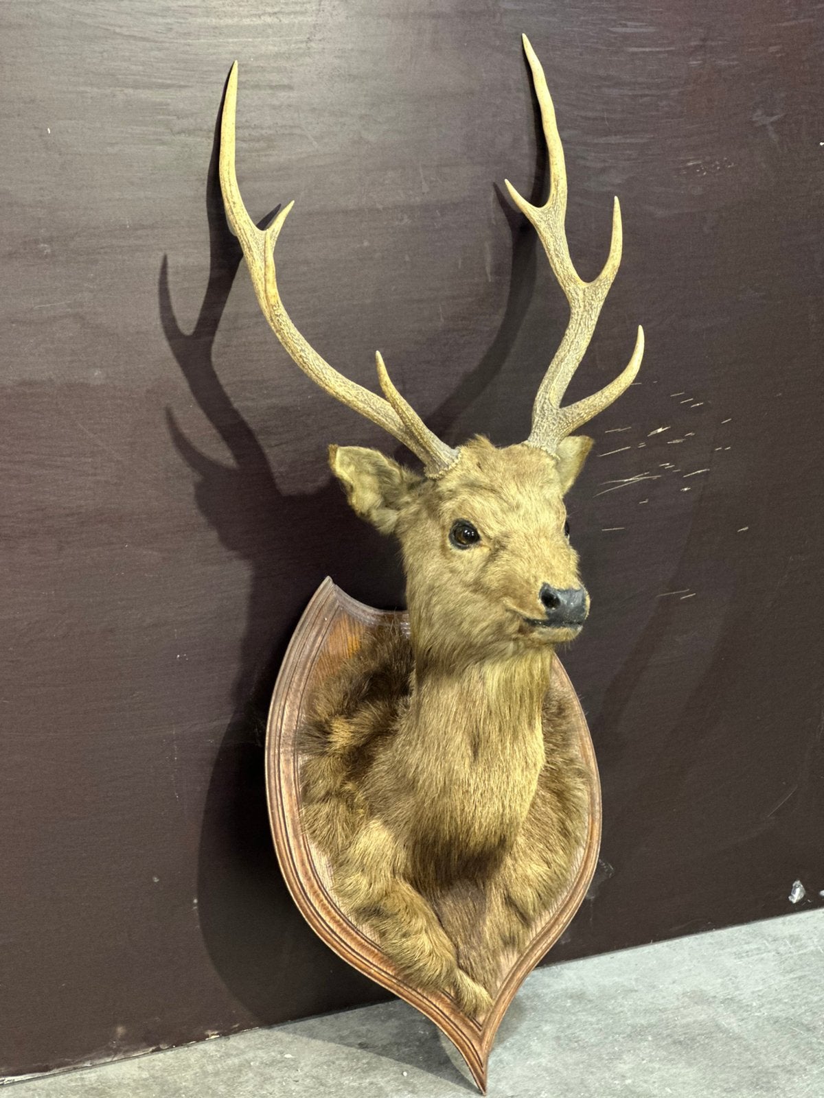 Hertenkop taxidermie, Antiek en Kunst, Ophalen