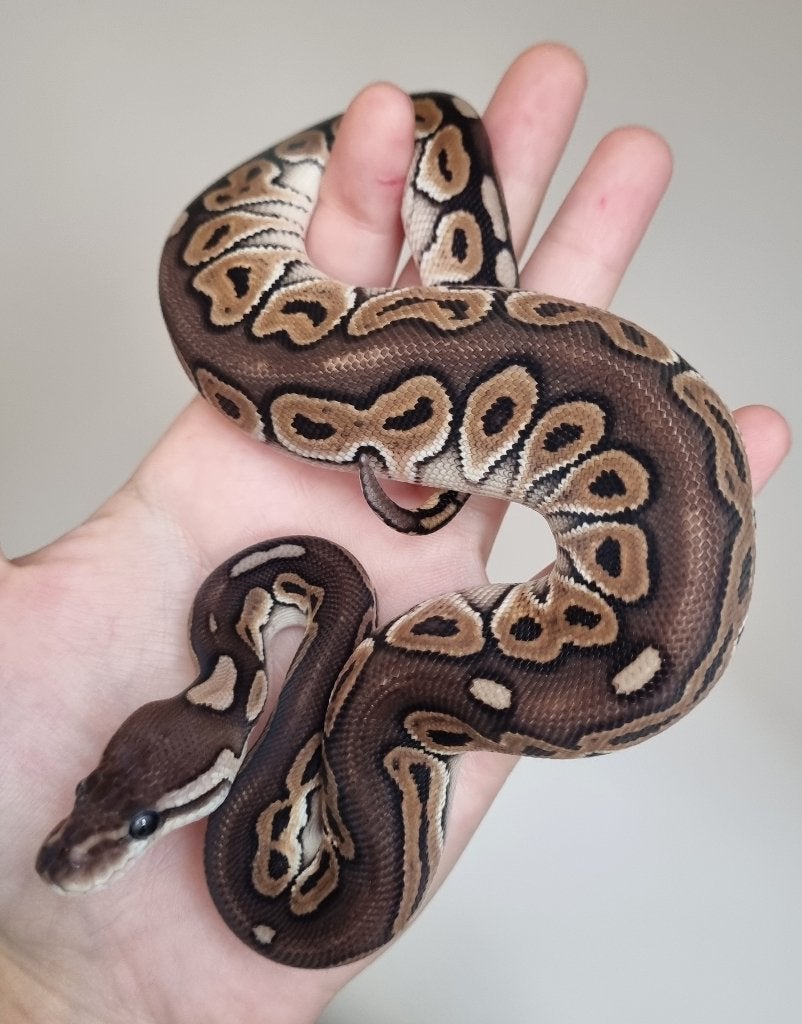 0.1 black pastel special het clown koningspython Ball Python photo 2