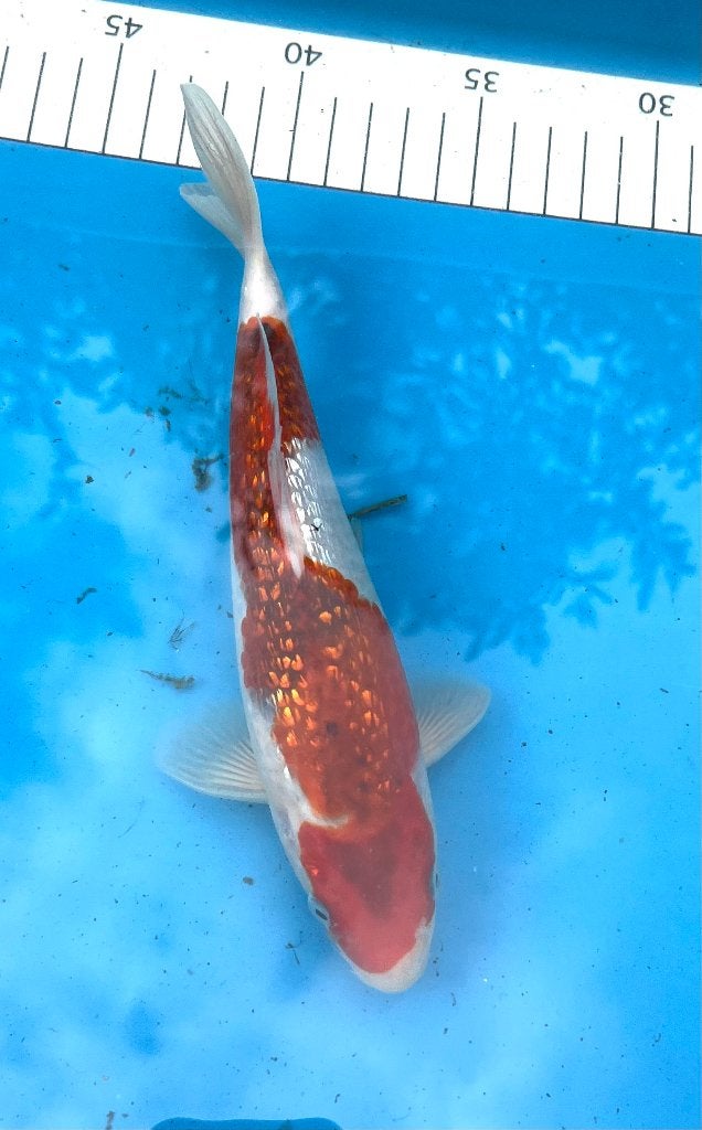 Japanse Tosai 20-30cm 5 stuks voor €100,-, Dieren en Toebehoren, Vissen | Vijvervissen, Karper of Koi