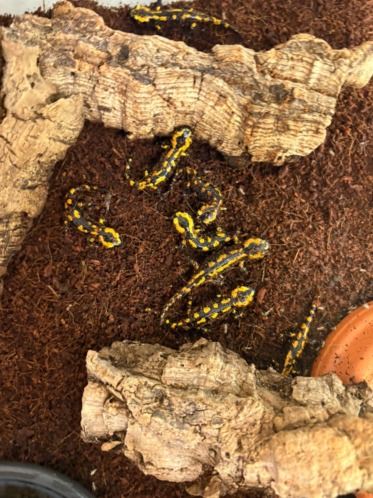 Vuursalamanders, Animaux & Accessoires, Amphibien, 0 à 2 ans