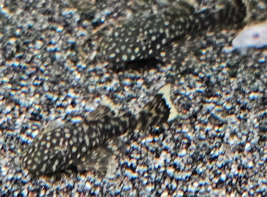 Ancistrussen bruin, Dieren en Toebehoren, Vissen | Aquariumvissen, Zoetwatervis, Vis
