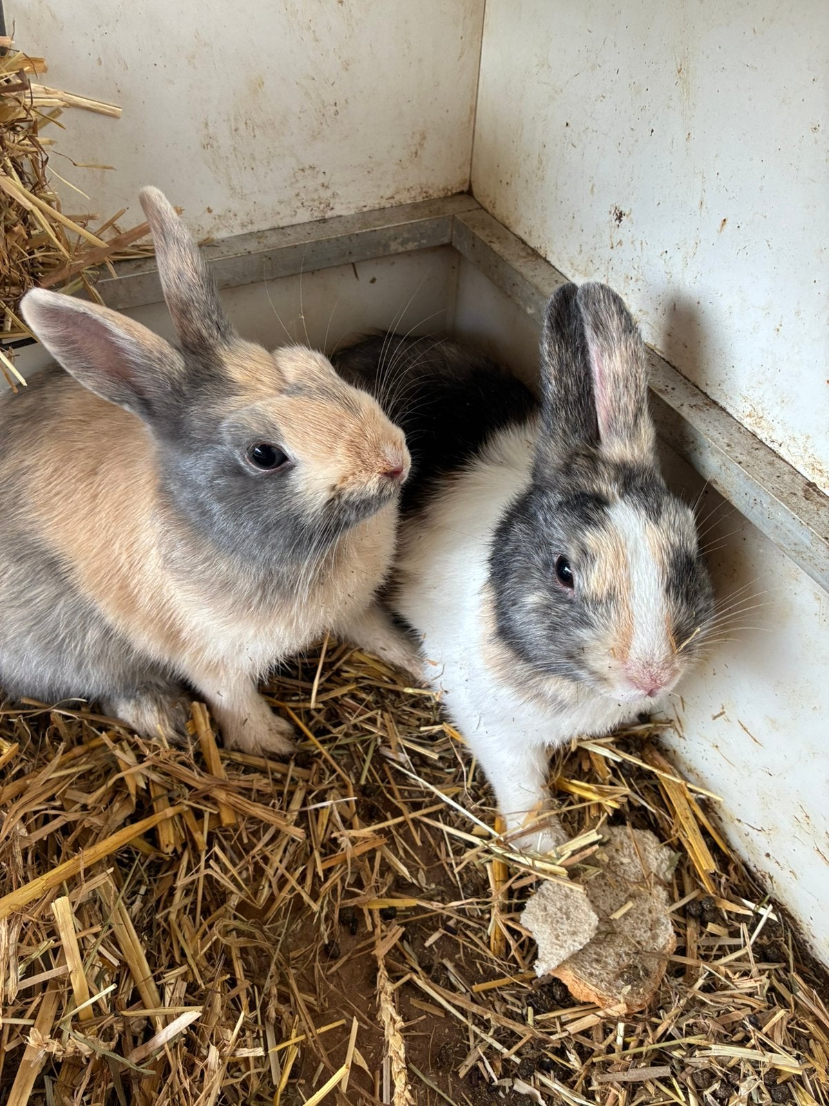 2 mannelijke Dwergkonijnen, Dieren en Toebehoren, Konijnen