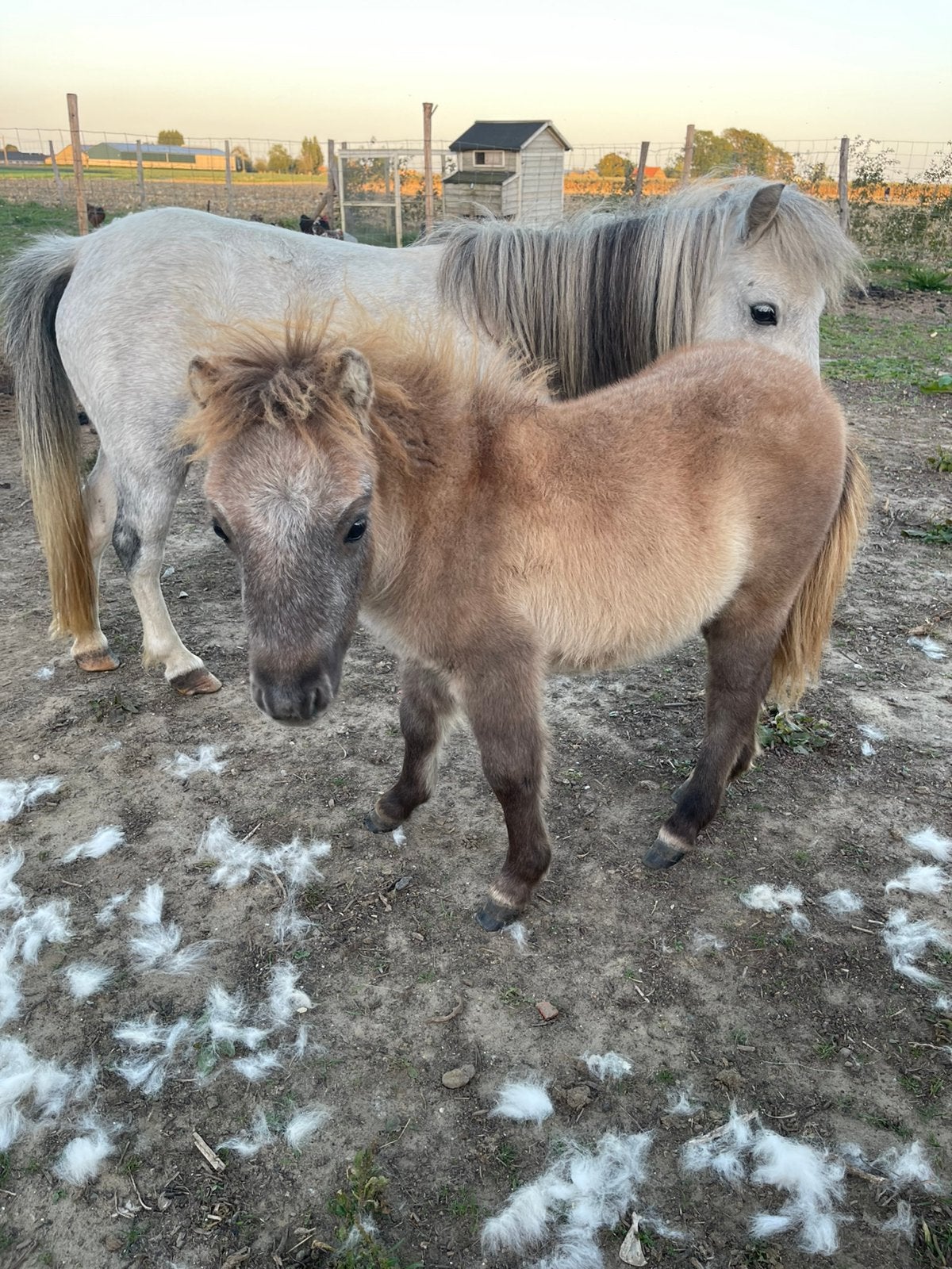 Shetland pony Merrieveulen, Poney de récréation, Avec puce électronique, Ne s'applique pas, 0 à 2 ans