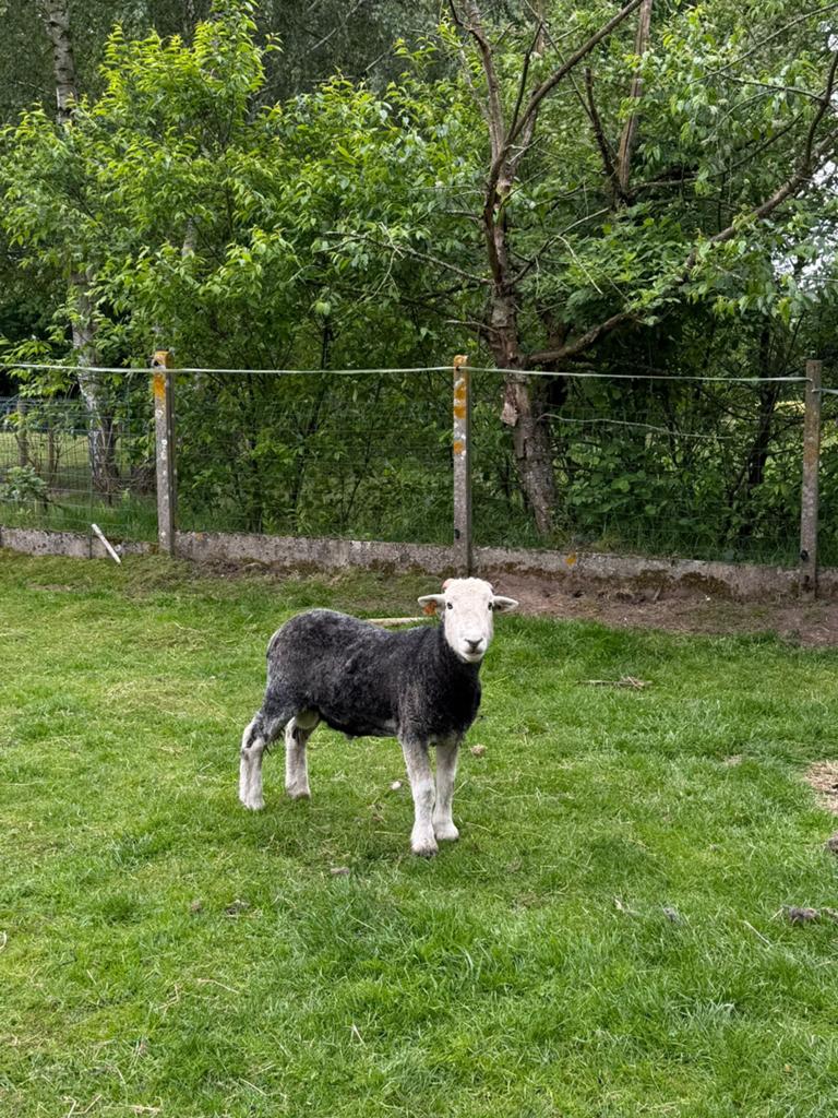 4 herdwick schapen te koop, Sexe inconnu