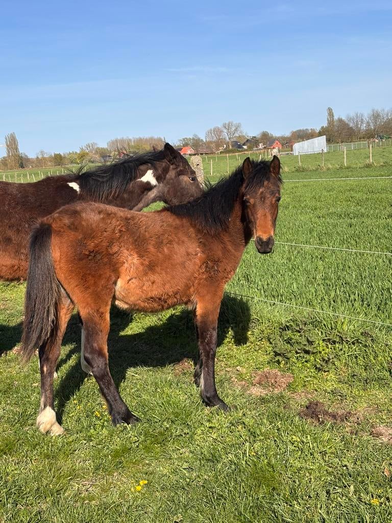 Arabier/quarter merrie, Dieren en Toebehoren, Pony's, Merrie
