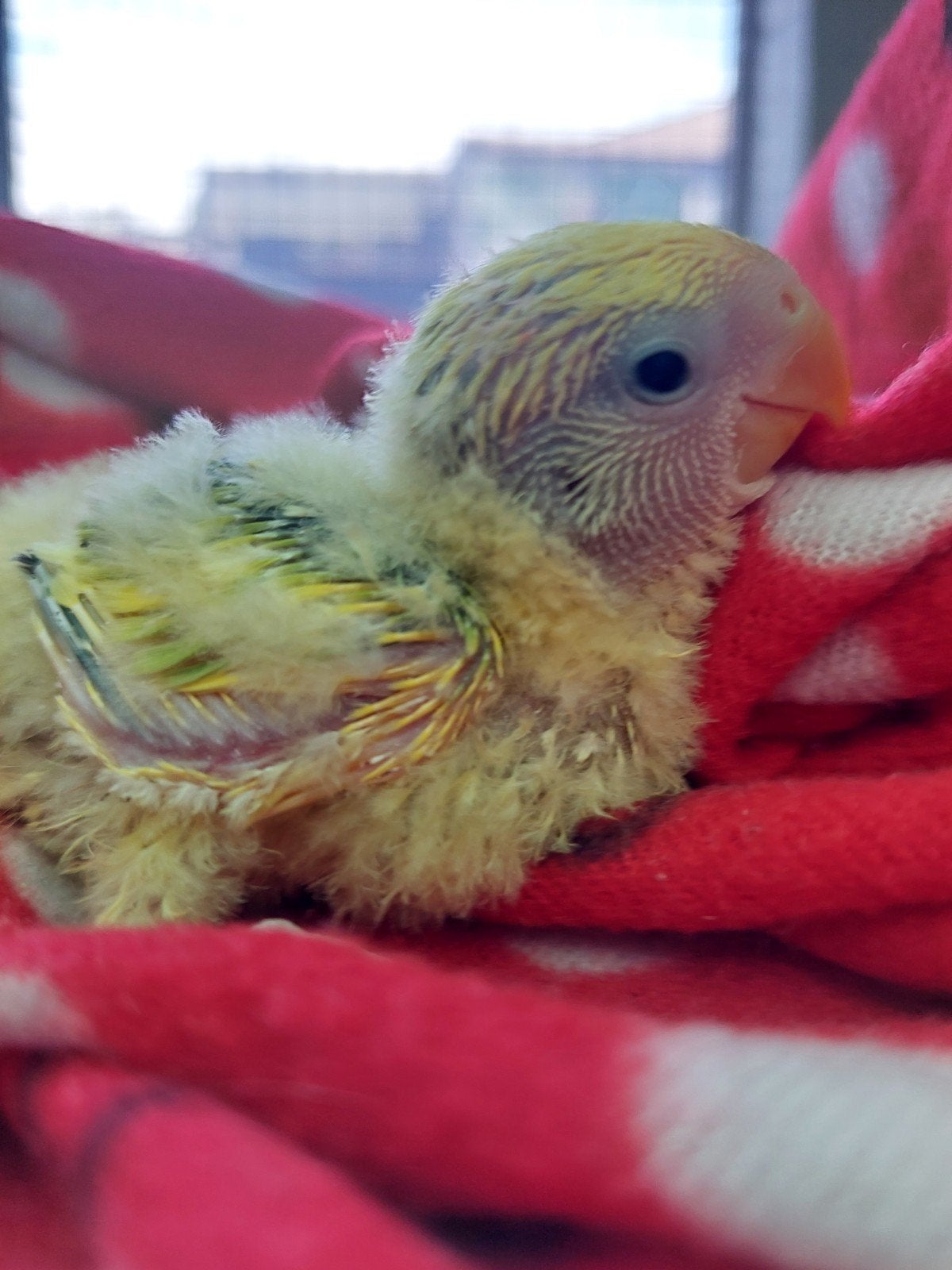 Agapornis baby handtam, Dieren en Toebehoren, Geringd