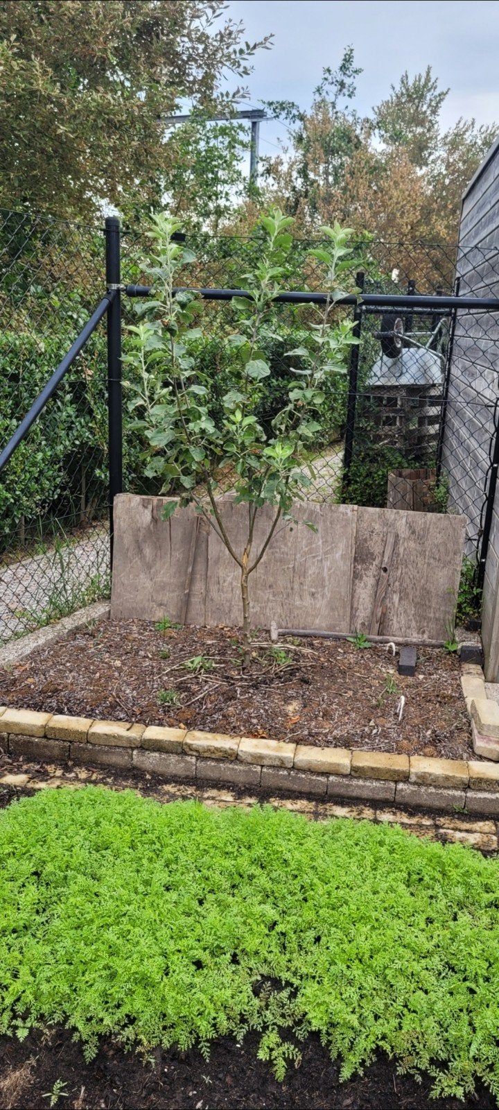 Jonge appelboom zelfbestuivend, Tuin en Terras, Ophalen, Appelboom