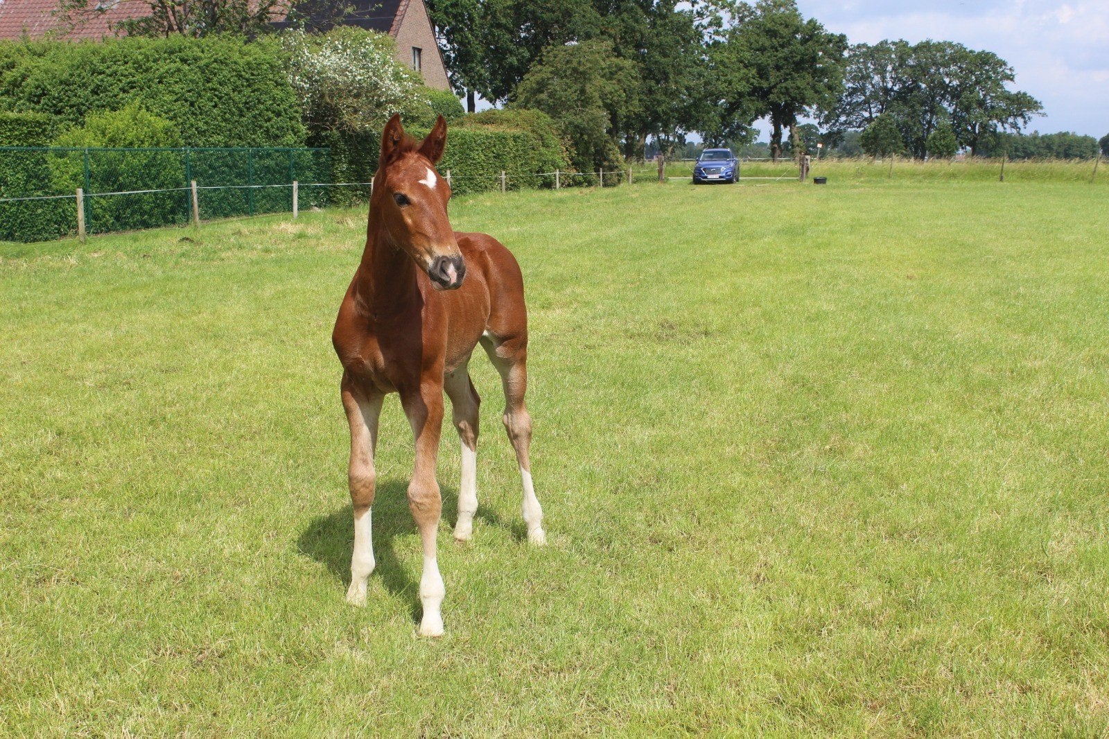 Colt de Tomème de Regor Z, Animaux & Accessoires, Chevaux, Étalon, Cheval de saut, Avec pedigree, 0 à 2 ans