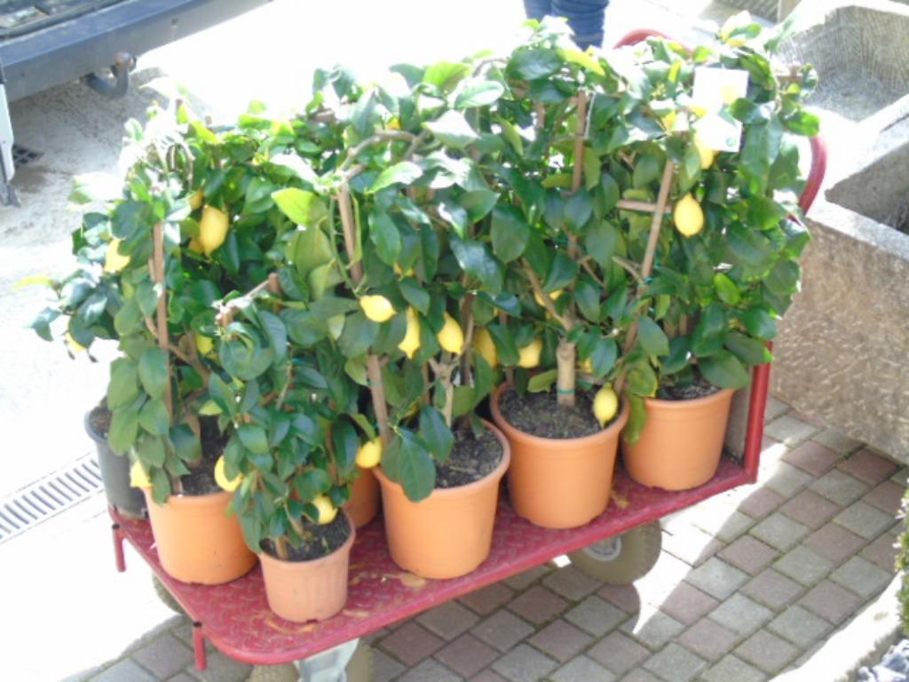 super prix dernier , arbre CITRONNIER 4 SAISONS ,, En pot, Moins de 100 cm, Plein soleil, Autres espèces