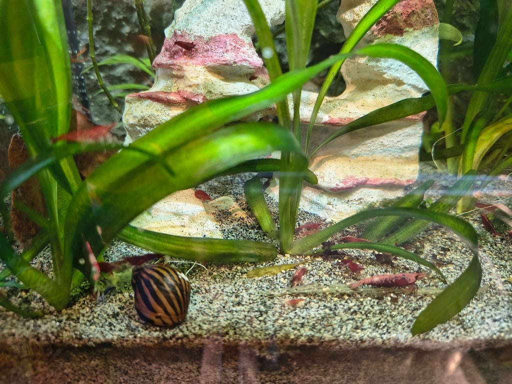 Neocaridina rode vuurgarnaal, Dieren en Toebehoren, Vissen | Aquariumvissen, Kreeft, Krab of Garnaal, Zoetwatervis