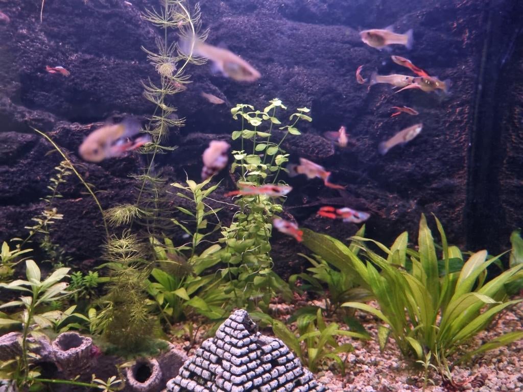 Guppy endler adultes 10+2 gratuit, Poisson, Poisson d'eau douce