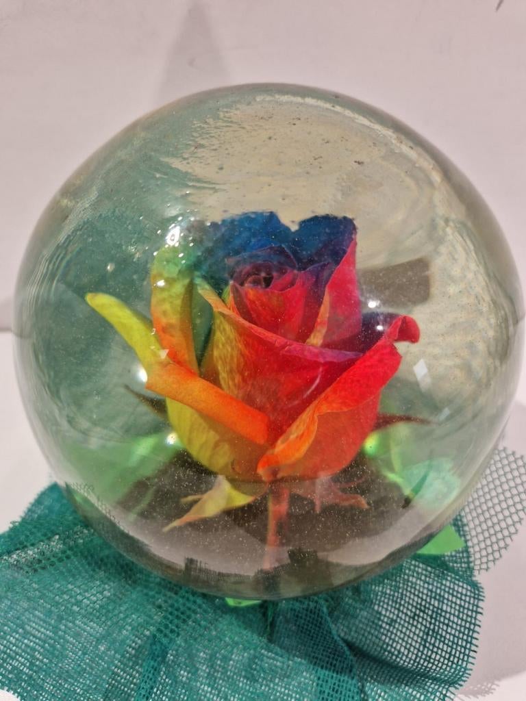Flowerglobe , echte regenboog roos in sterk water glazen bol, Ophalen of Verzenden
