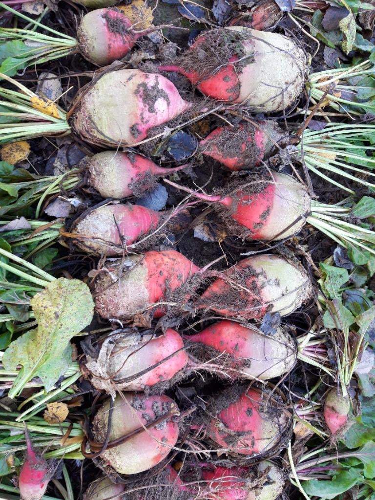 Handgerooide voederbieten, Ophalen, Vee