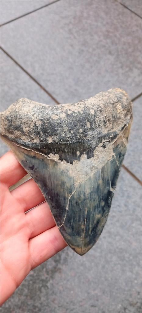 Dent de requin mégalodon fossile de 13 cm, Collections, Enlèvement ou Envoi, Fossile