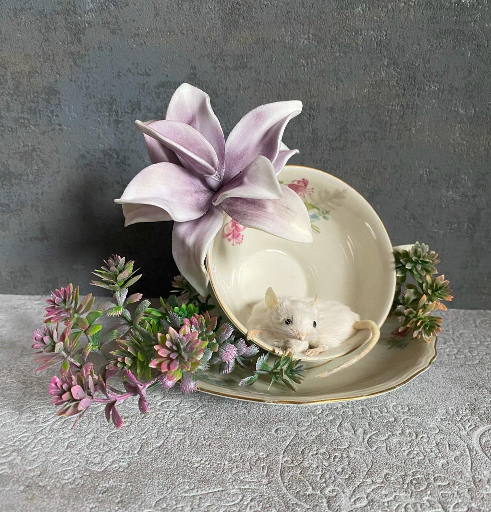 Opgezette muis in theekopje - taxidermie, Ophalen of Verzenden