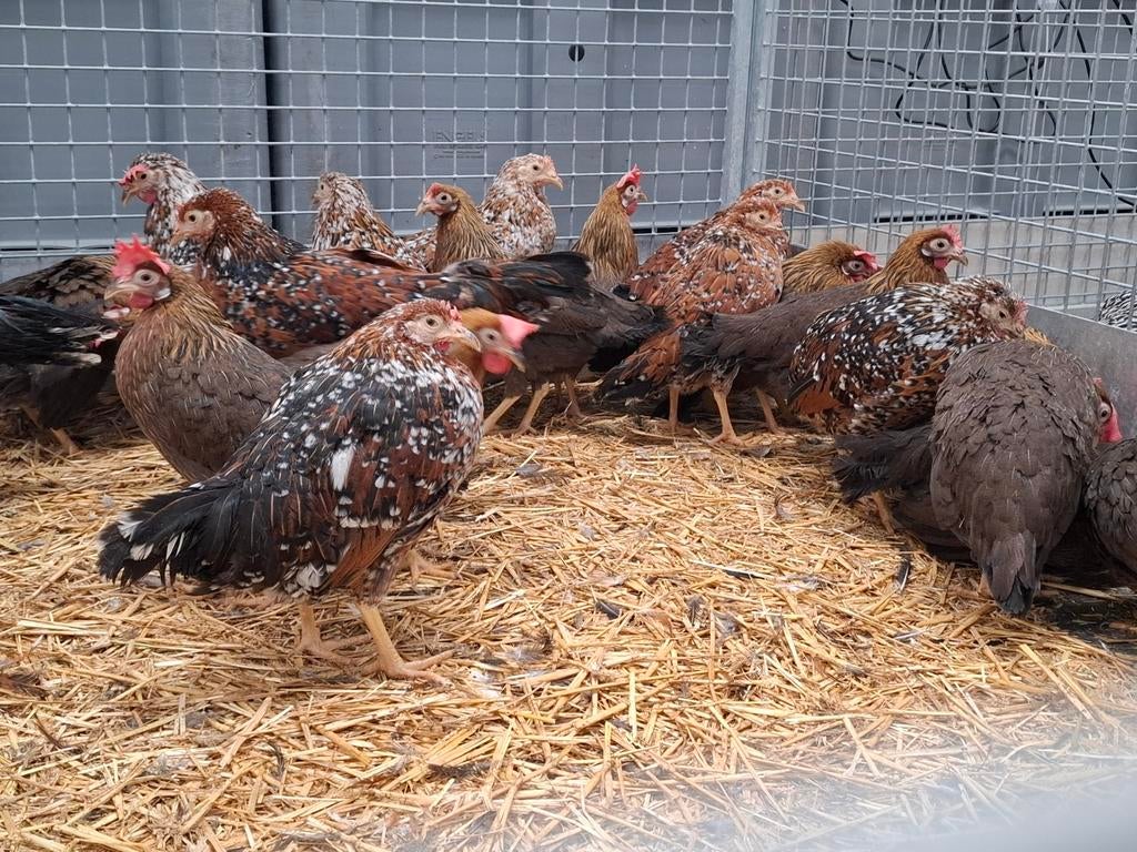 Prachtige leghorn legkippen kippen goudpatrijs en porselein, Meerdere dieren, Kip