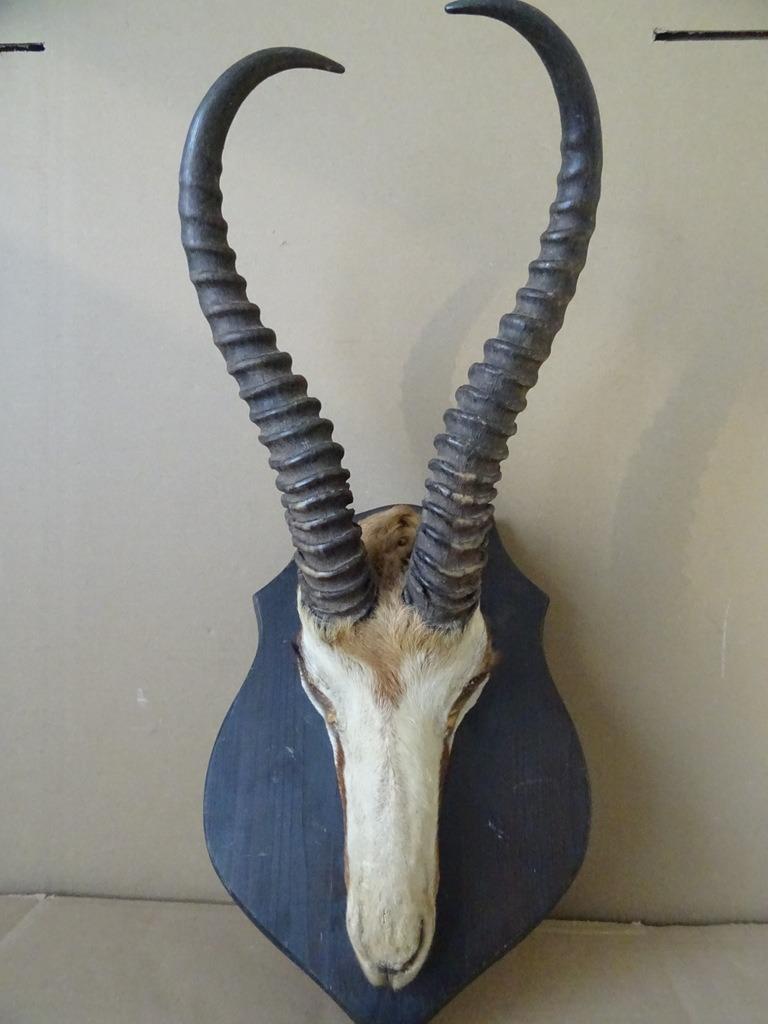 Curiosa bokkengewei bokkenkop bokkenschedel gewei bok 1960, Antiek en Kunst, Ophalen of Verzenden