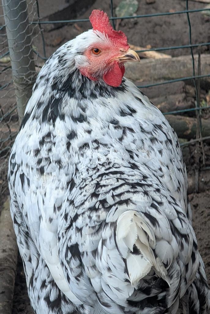 Asturier / Pita Pinta foktoom, Animaux & Accessoires, Volatiles, Poule ou poulet, Plusieurs animaux