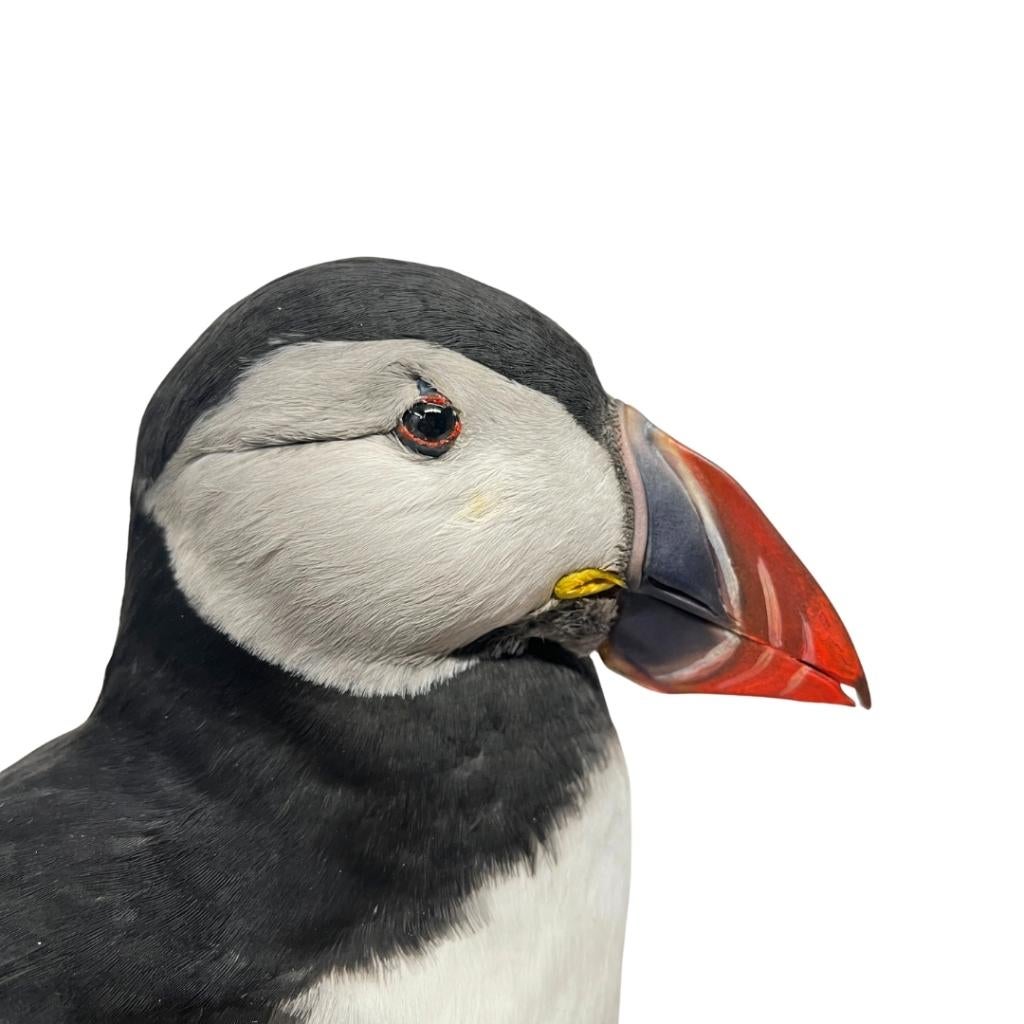 Prachtige opgezette pagegaaiduiker te koop!!, Enlèvement ou Envoi, Neuf, Oiseaux, Animal empaillé